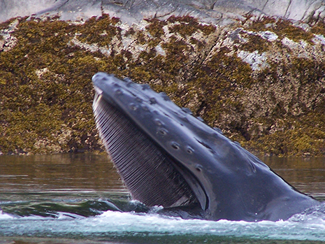 Alaska cruise with Holland America Line