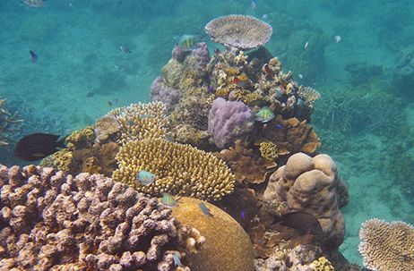 Captain Cook Cruises  watching coral fish